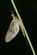 06-5760 Mayfly (Ephemera danica) on Reed Stem